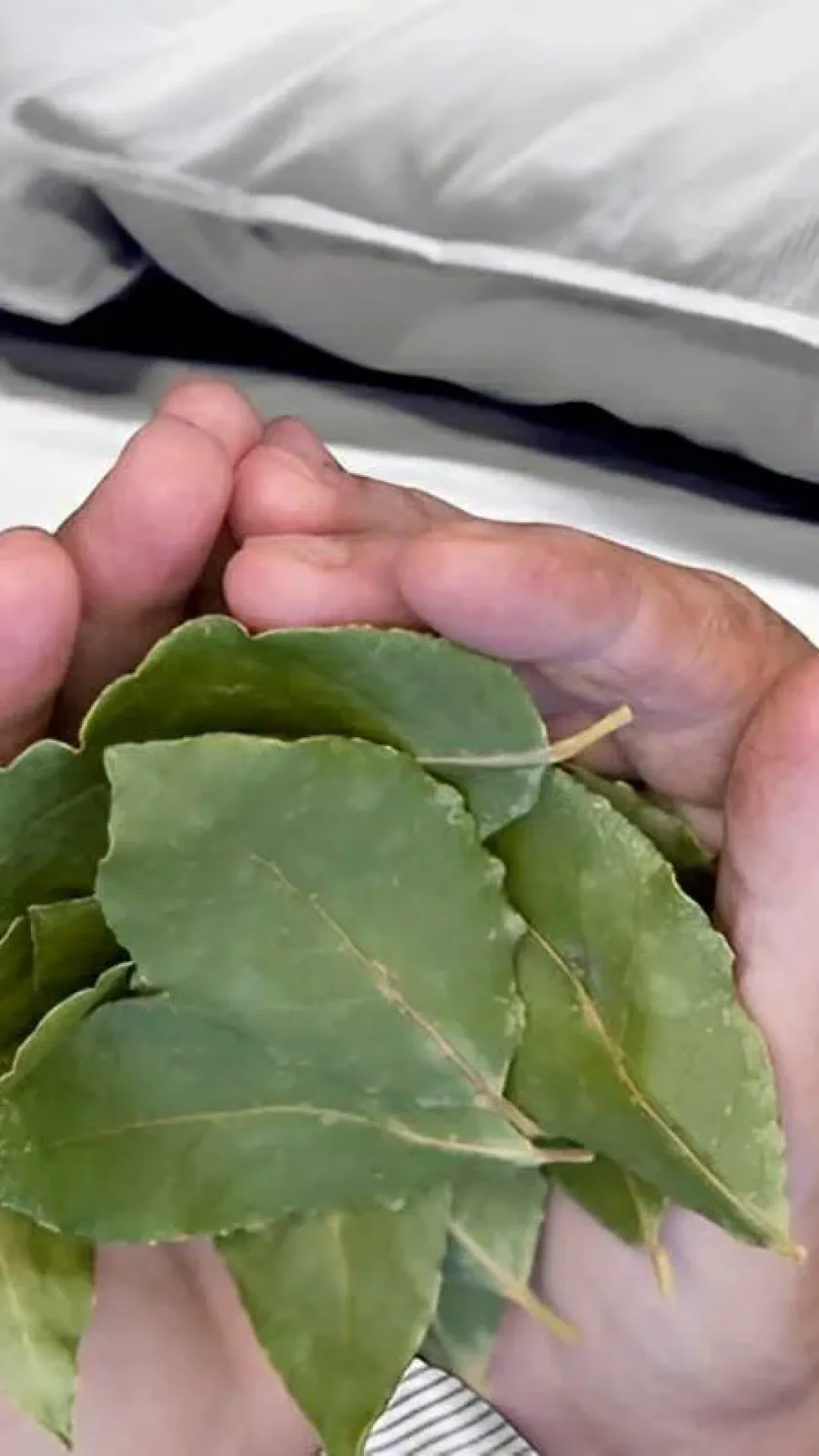 Como tirar o cheiro ruim da casa com apenas 3 folhas dessa planta que você tem no armário