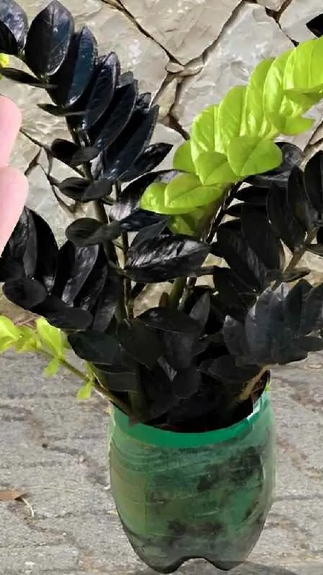 Depois que comecei a usar esse fertilizante caseiro para plantas meu jardim ficou incrível