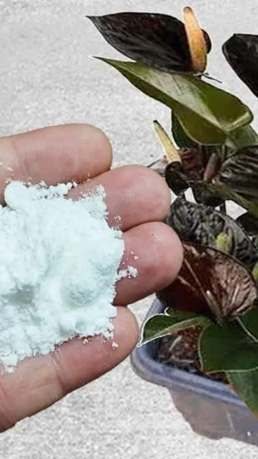 Descobri como fazer adubo caseiro para plantas com um produto que tinha na meu armário
