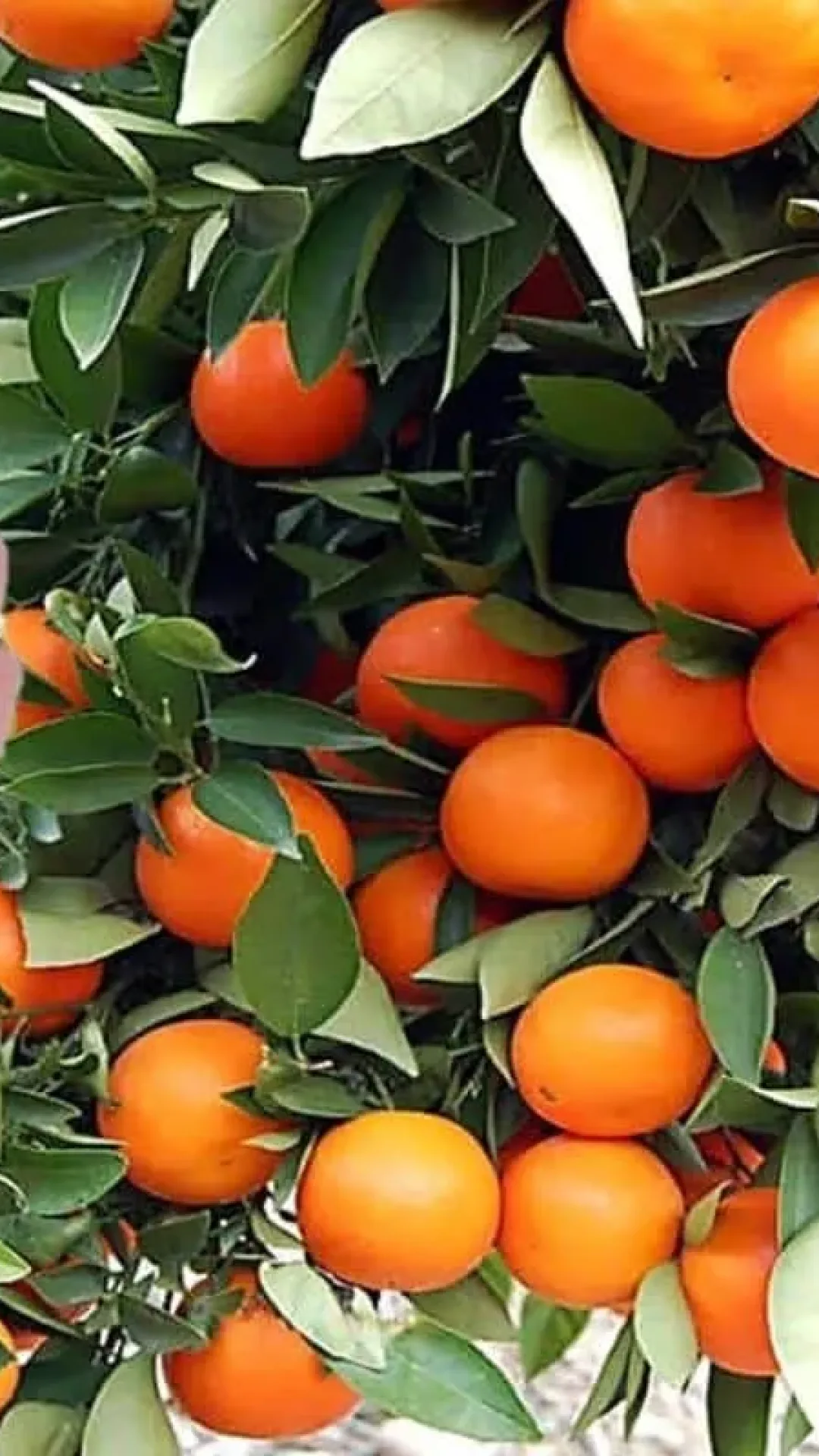 Dica de adubo caseiro: faz qualquer planta crescer e lotar de frutos