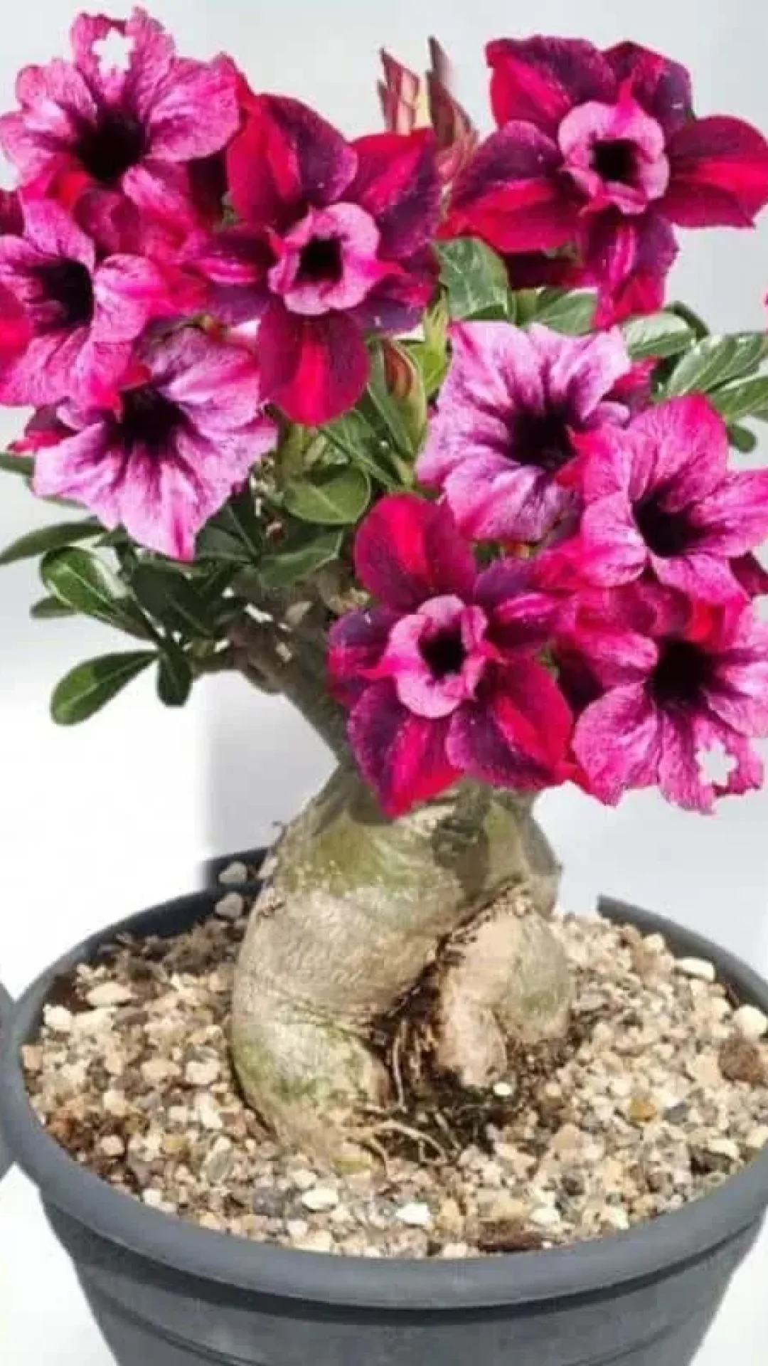 Dica para fazer adubo caseiro para rosa do deserto que vai fazer seus vasos florirem o ano todo