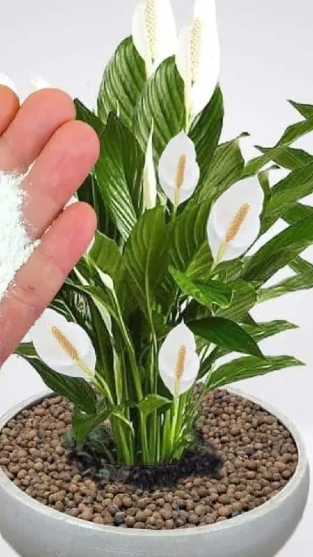 Essa ingrediente é um ótimo adubo caseiro para plantas: faz crescer e florir o ano todo