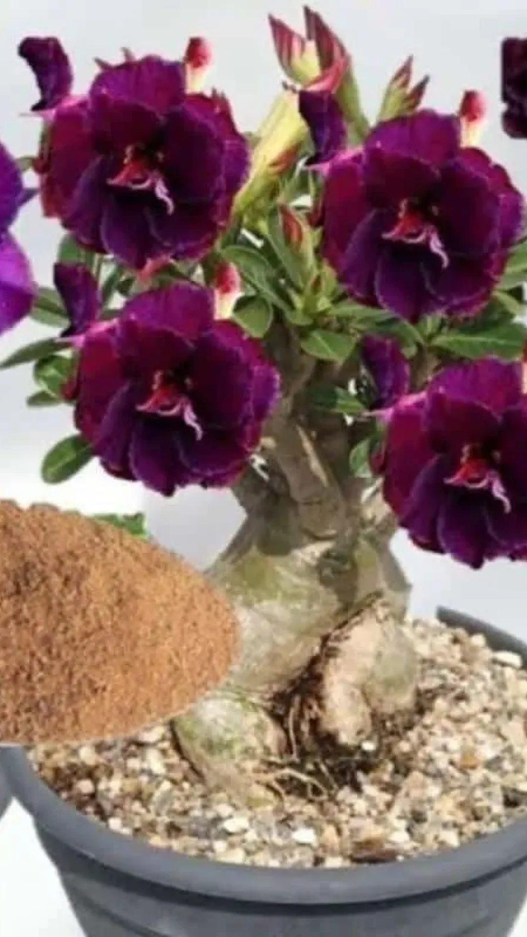 Esse é o melhor adubo para fazer planta florir o ano todo no seu jardim