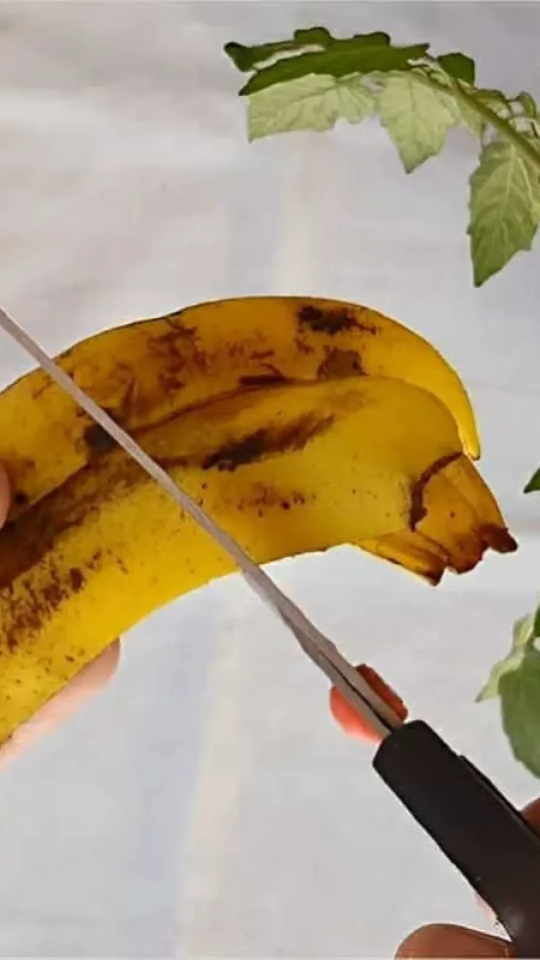 Fiz adubo caseiro para plantas sem gastar nada usando apenas cascas de banana
