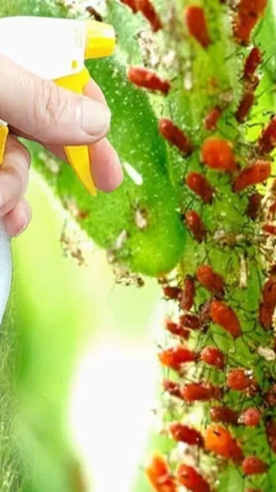 Inseticida caseiro para plantas eficaz fácil de fazer e ideal para eliminar pragas do seu jardim