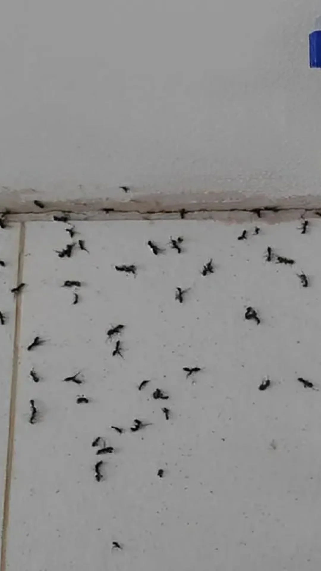 Misturinha caseira para que você acabe com as formigas definitivamente da sua casa