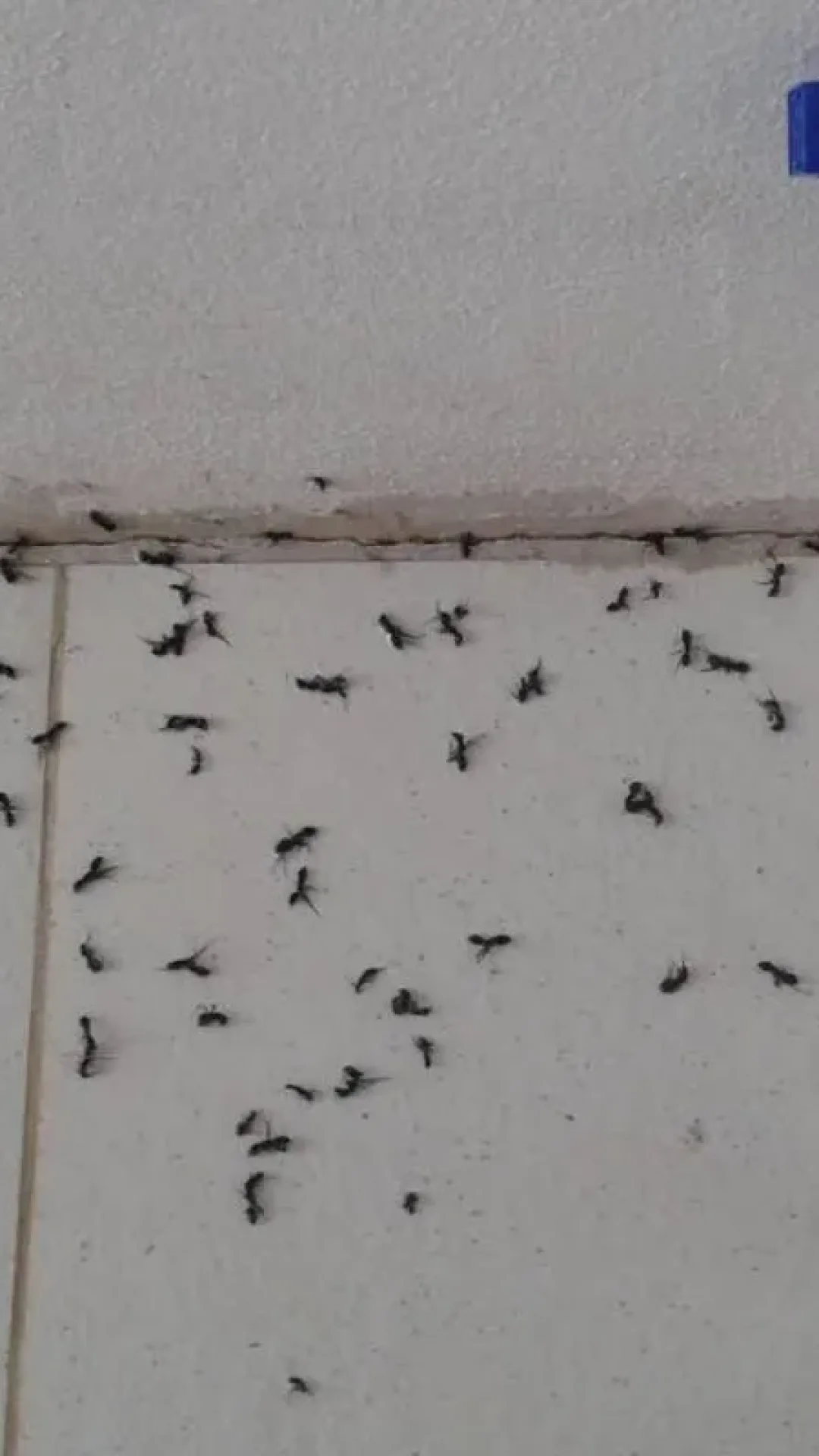 Misturinha para acabar com as formigas da sua cozinha em poucos segundos