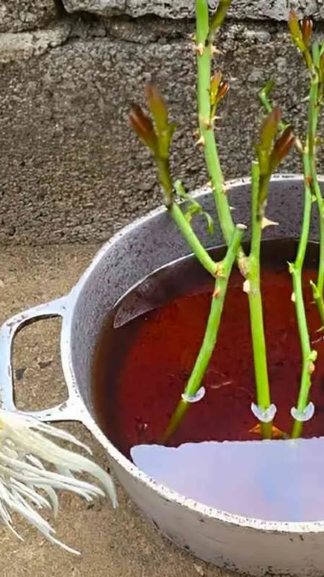 Plantei os galhos das rosas que ganhei de presente e agora tenho uma roseira maravilhosa no meu jardim