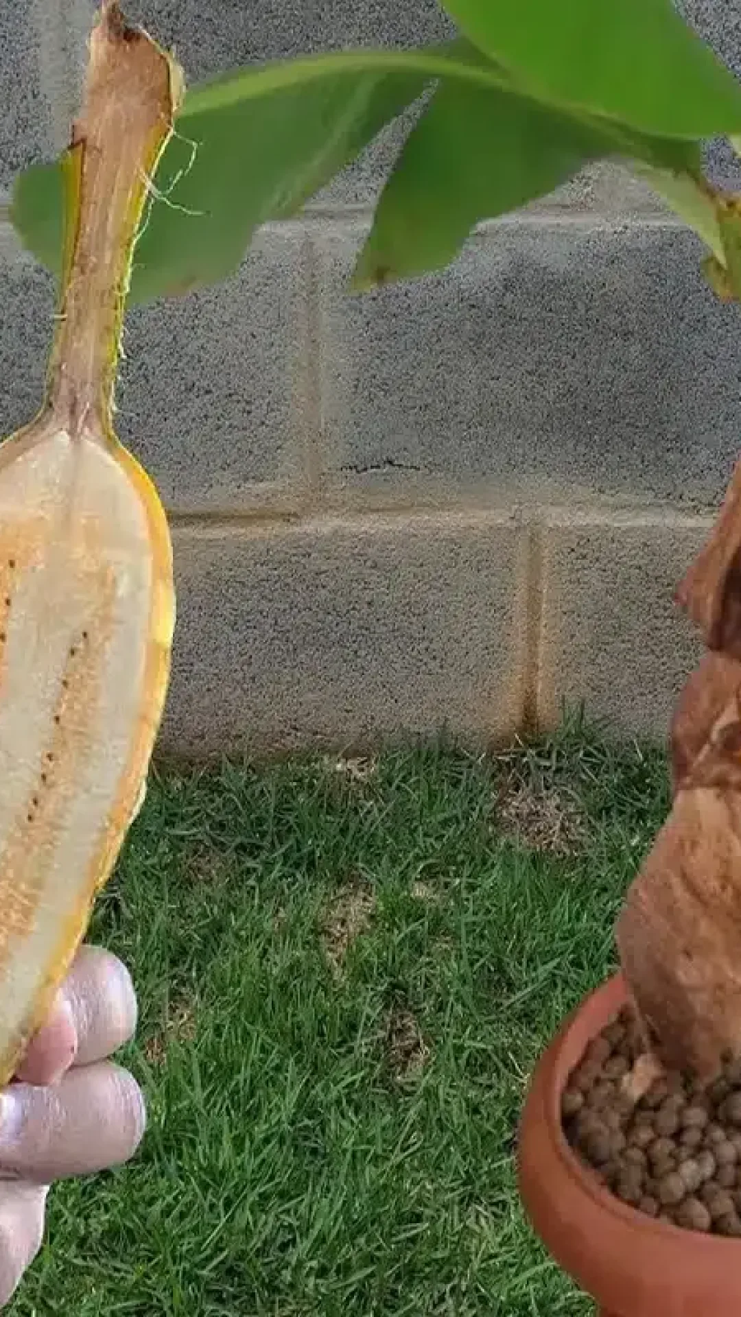 Por essa você não esperava: veja como plantar banana em vaso no quintal