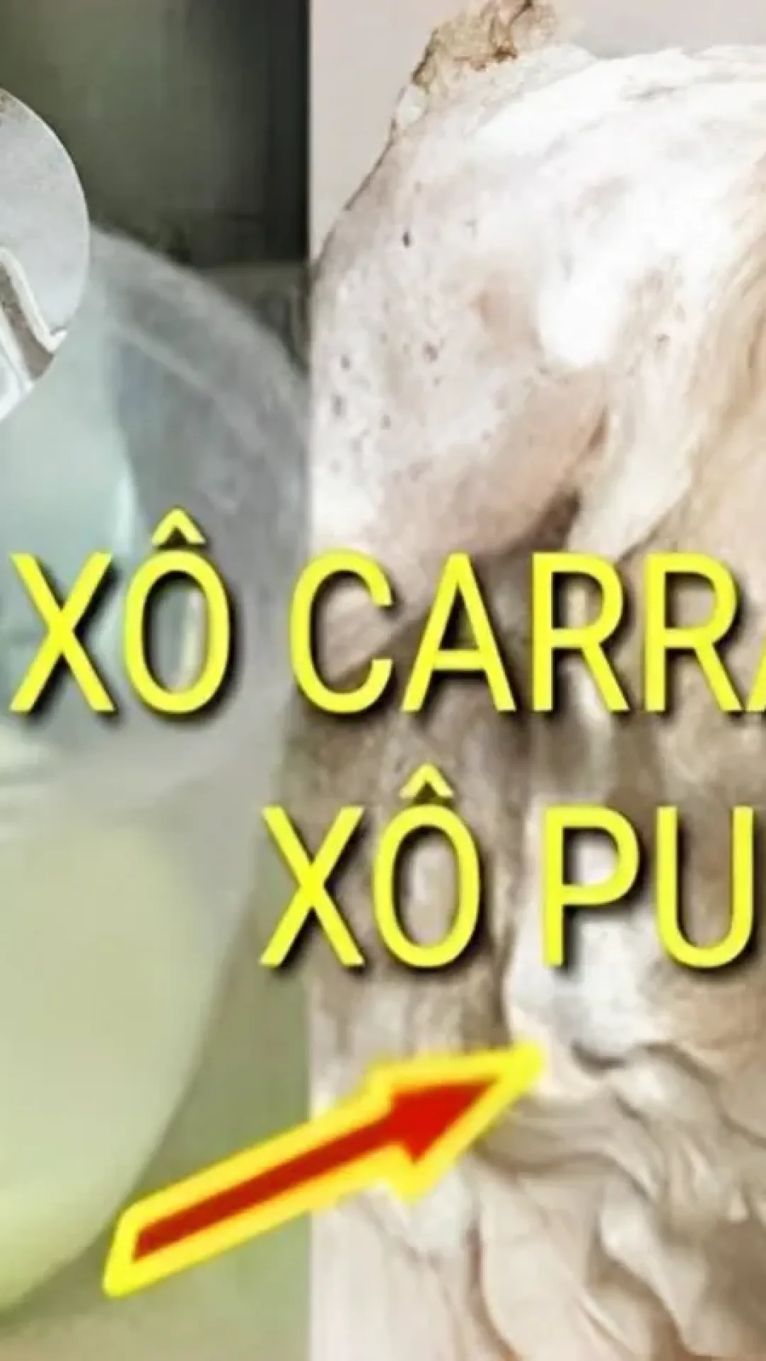 Receita caseira para acabar com as pulgas e carrapatos de cães e gatos