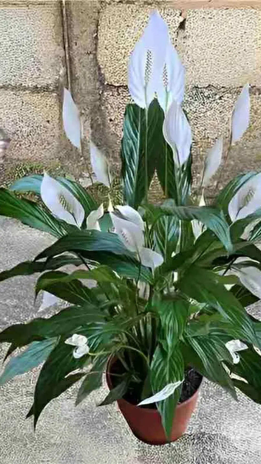 Solução caseira para flores: com apenas 1 copinho suas plantas vão florir o ano inteiro
