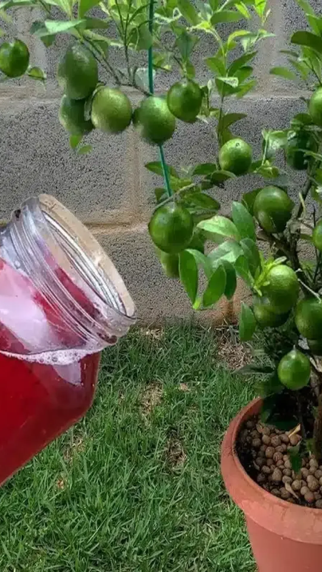 Solução caseira para planta crescer: funciona de verdade em qualquer época do ano