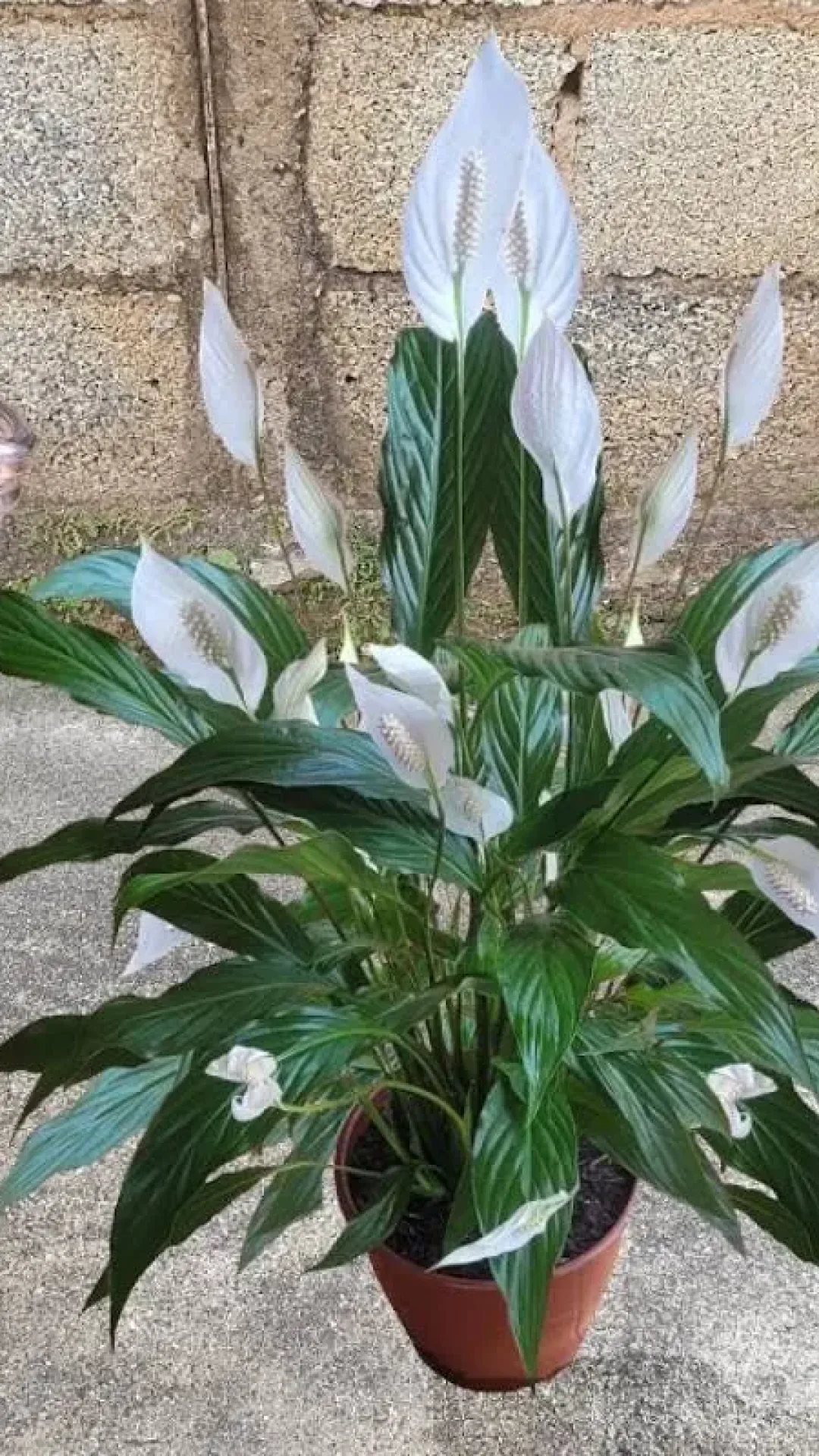 Solução caseira para plantas para fortificar e florecer as plantas do seu quintal