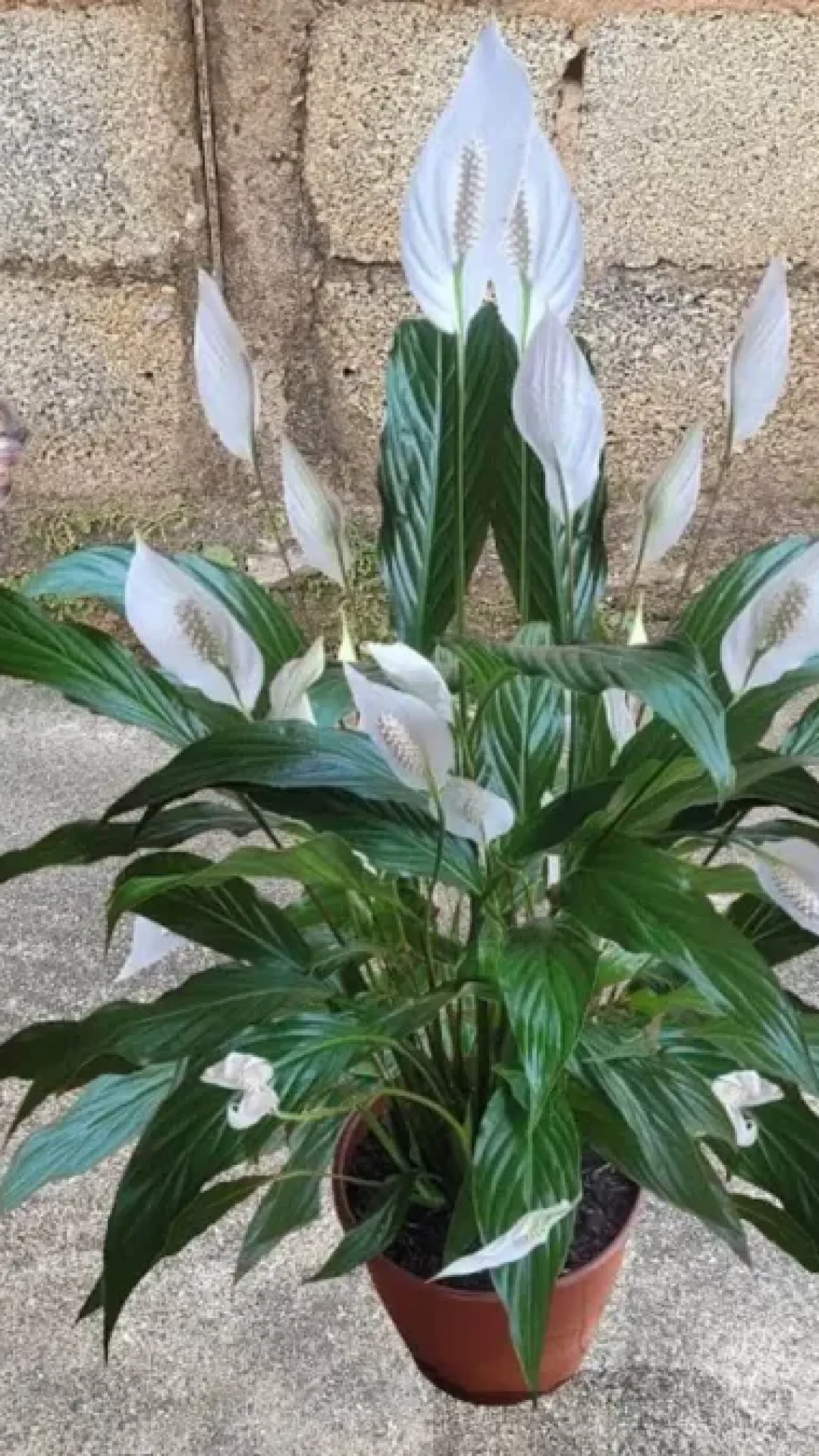 Solução caseira para plantas que faz sua planta dobrar de tamanho em pouco tempo