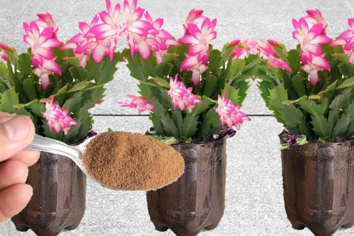 Veja como fazer esse adubo caseiro que faz suas plantas flor