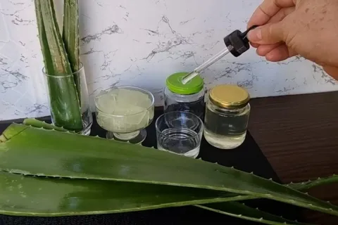 Veja todos os segredos para fazer um óleo de babosa caseiro