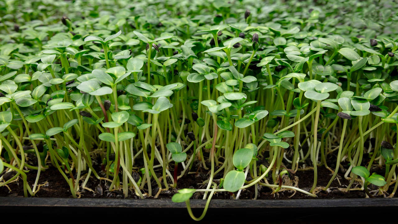 Descubra Por Que o Agrião é Considerado o Alimento Mais Saudável do Mundo