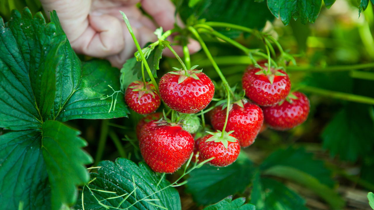 Guia Definitivo para Plantar Morango na sua Casa