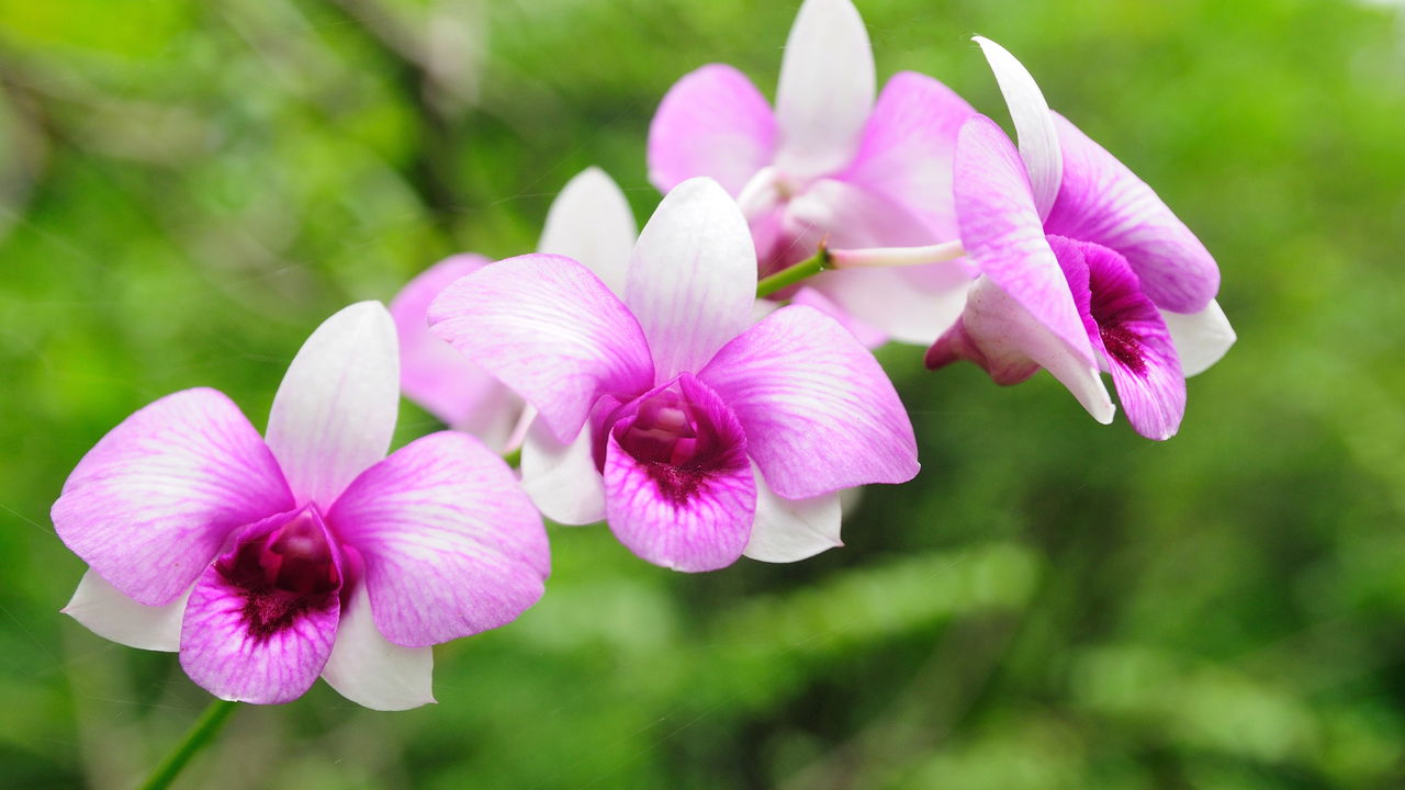 Como Plantar Orquídea