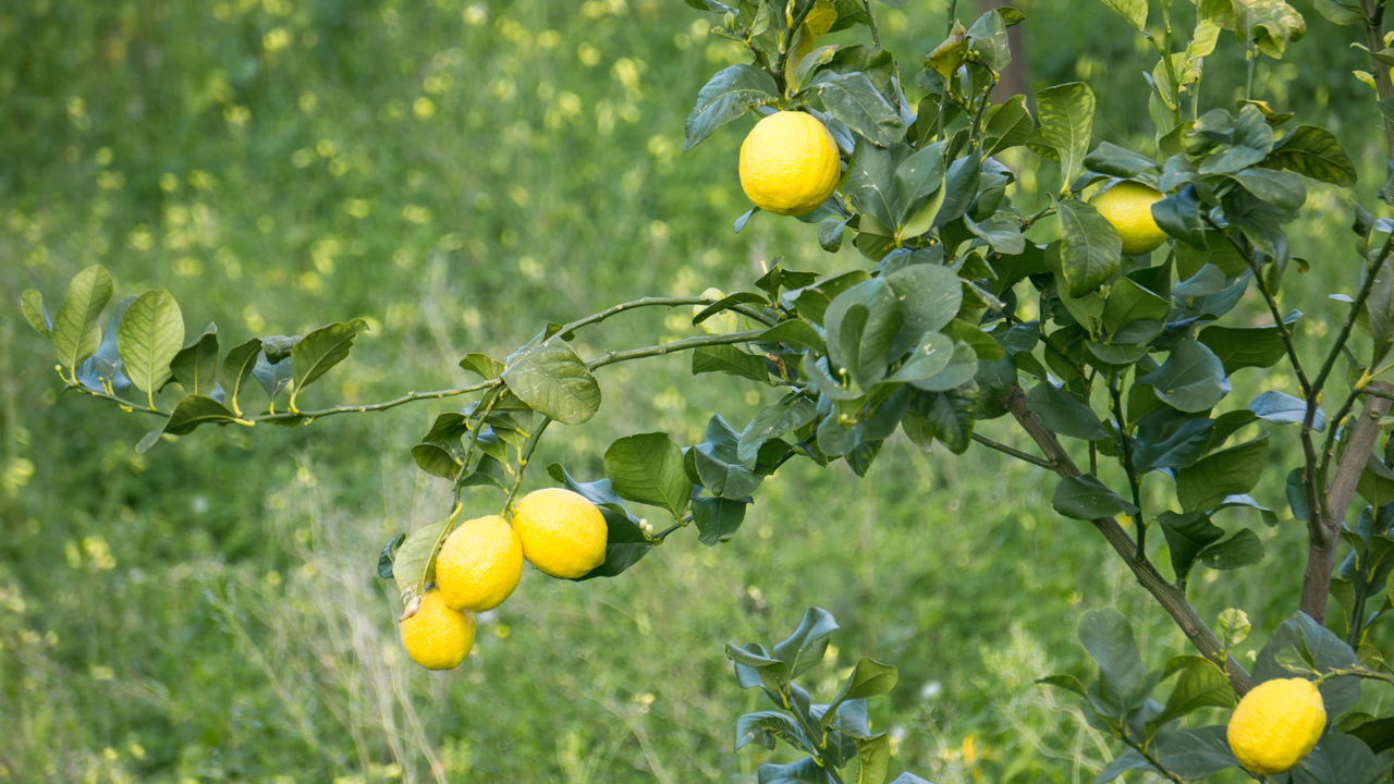 Como Plantar Limão Siciliano e Garantir uma Produção Abundante
