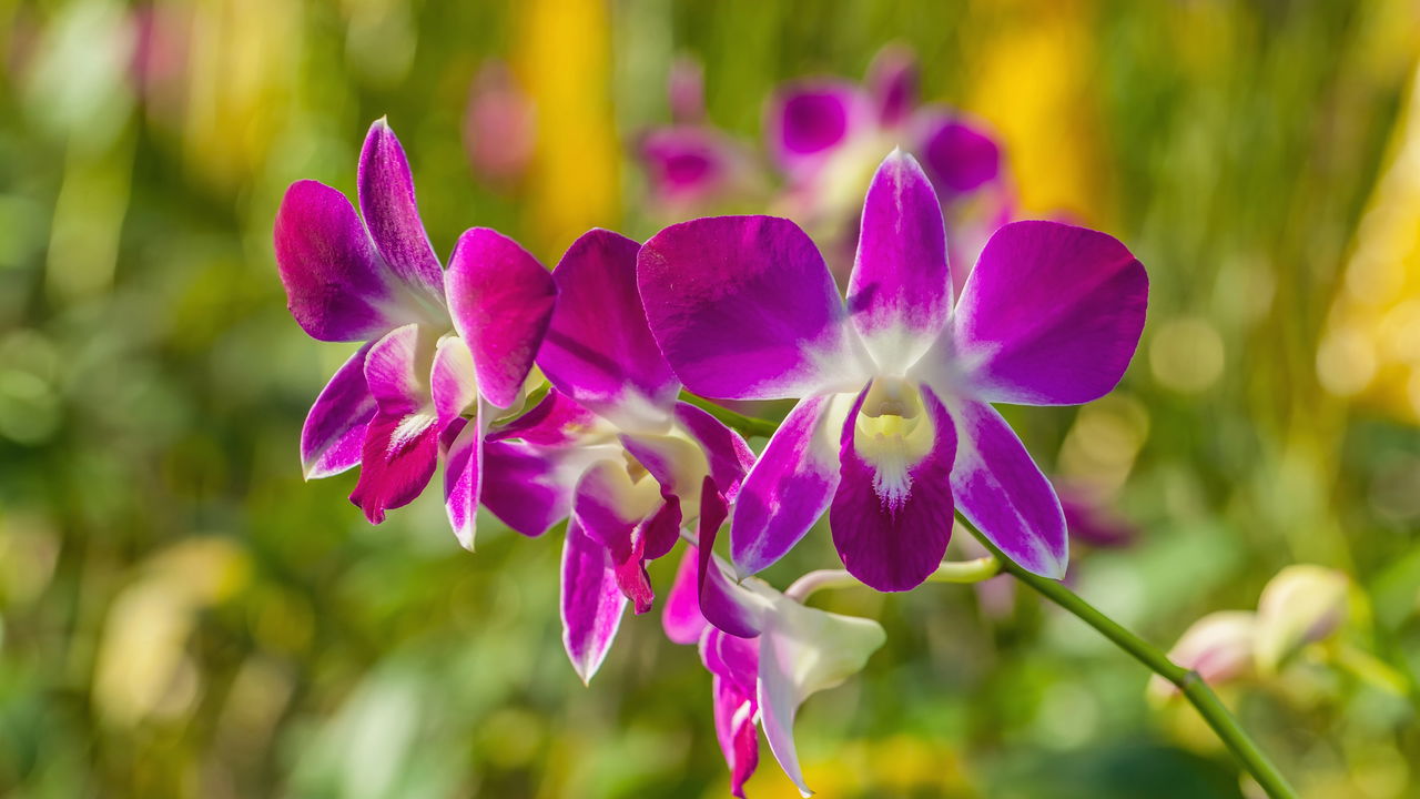 Orquídea