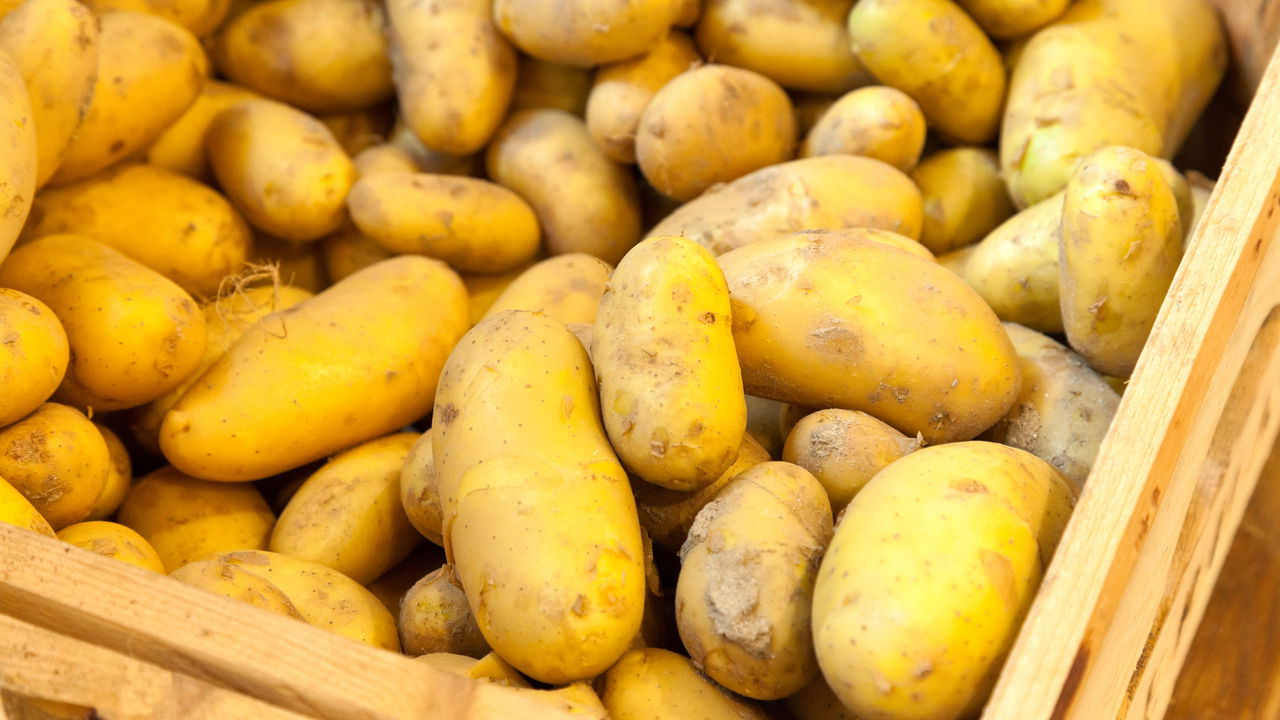 Plantar Batata