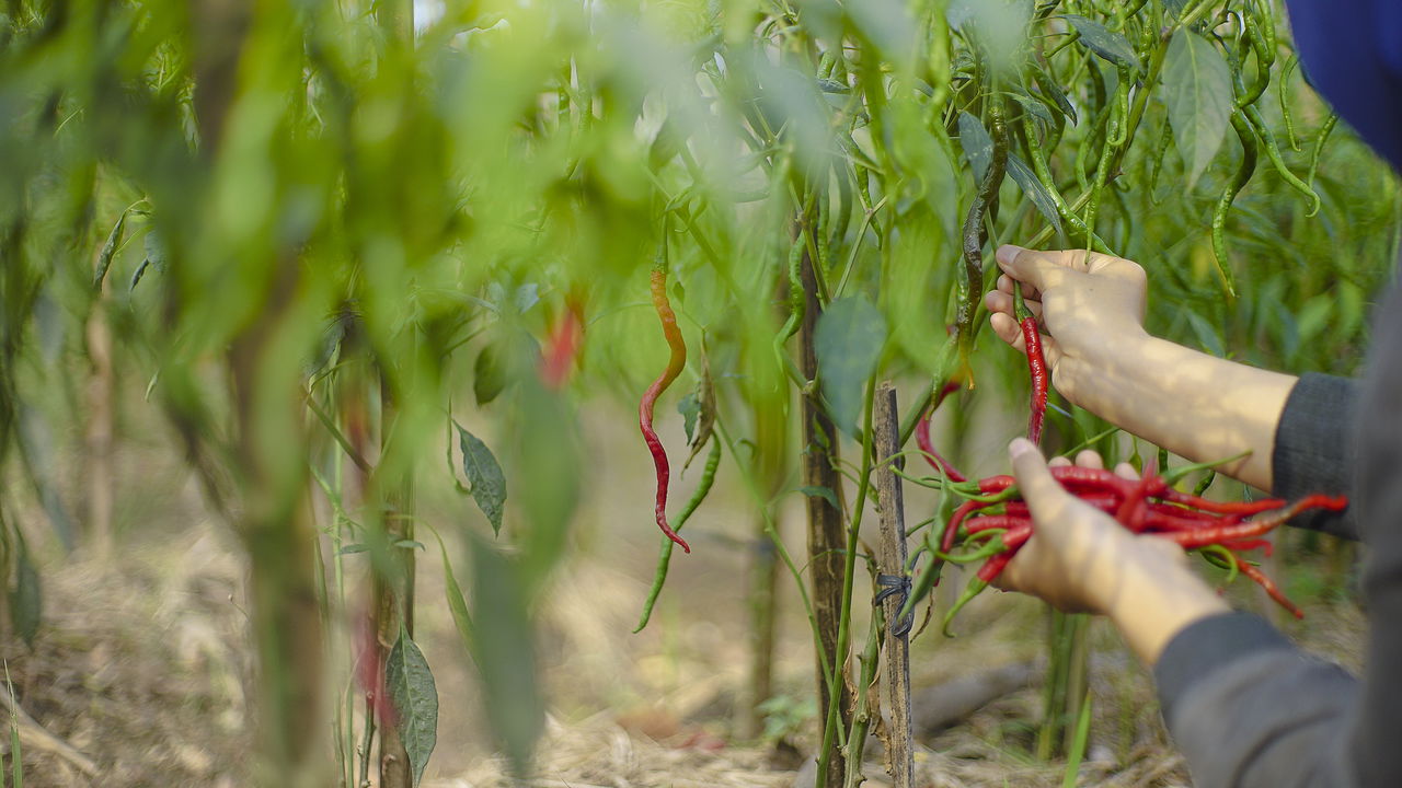Plantar Pimenta Dedo-de-Moça