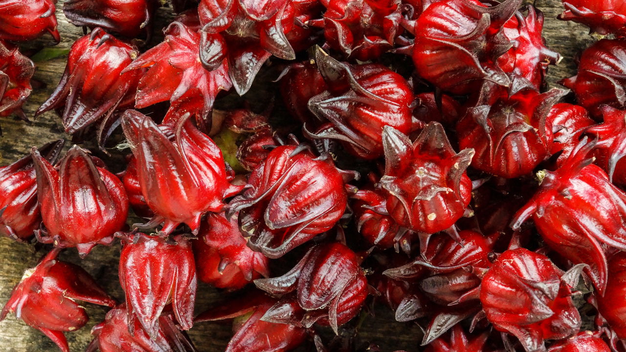 Passo a Passo para Plantar Hibisco e Garantir Floração Abundante