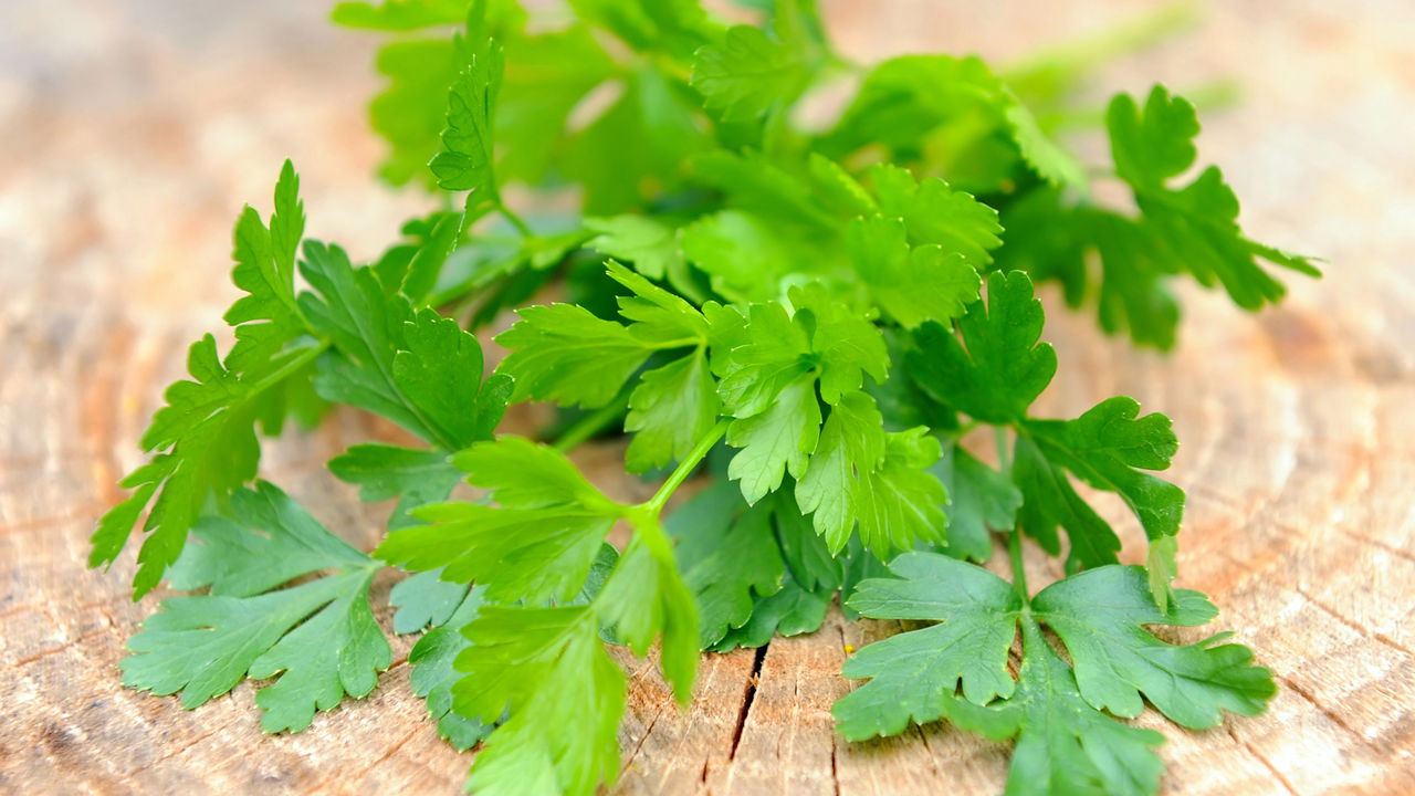 Como Plantar Salsa e Ter uma Horta Sempre Fresca