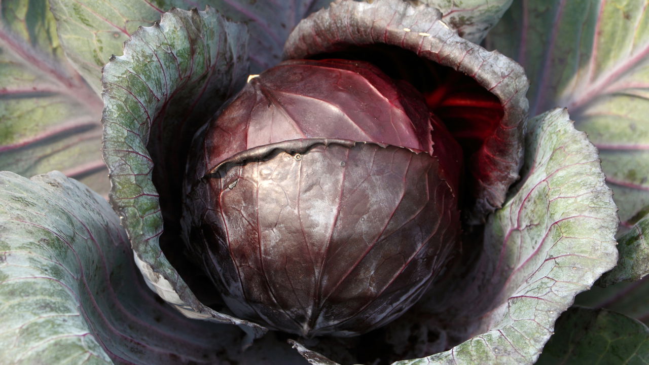 Como Cultivar Repolho Roxo e Garantir uma Produção Saudável