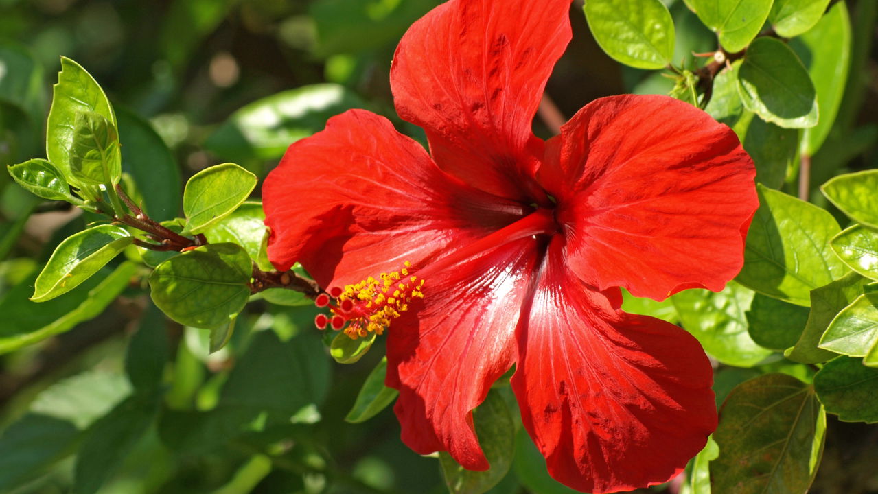 Dicas Infalíveis para Plantar Hibisco no Quintal ou em Vasos