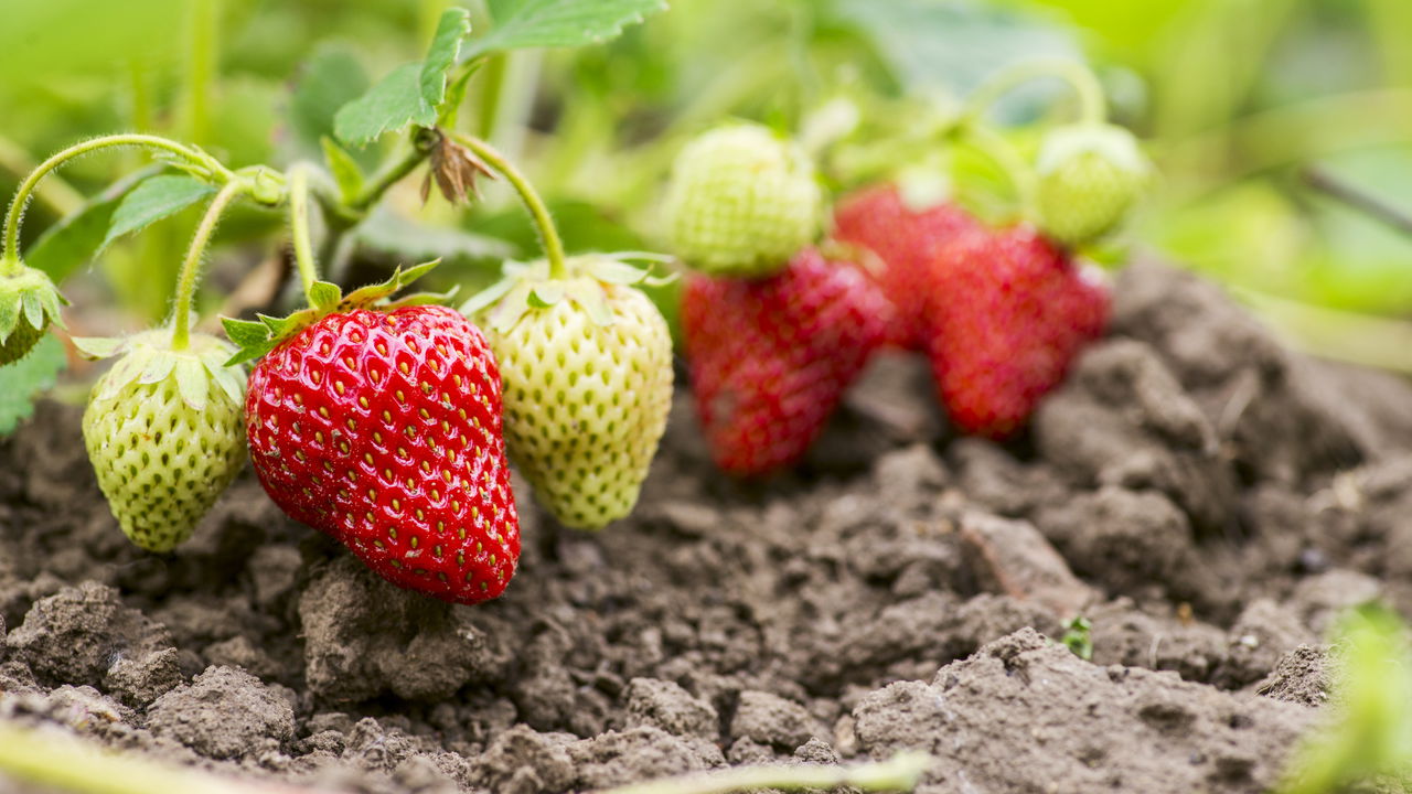 Como Plantar Morango em Casa com esse Passo a Passo Completo