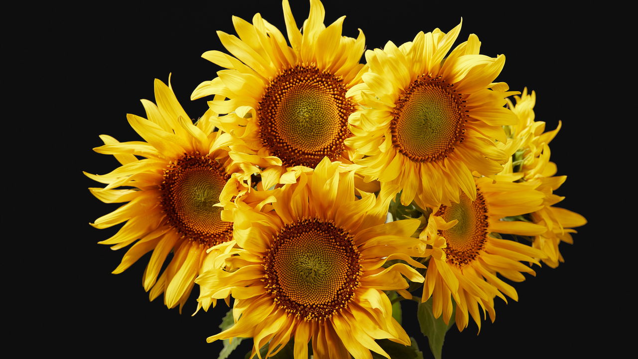 Como Cultivar Girassol e Garantir um Jardim Colorido e Vibrante