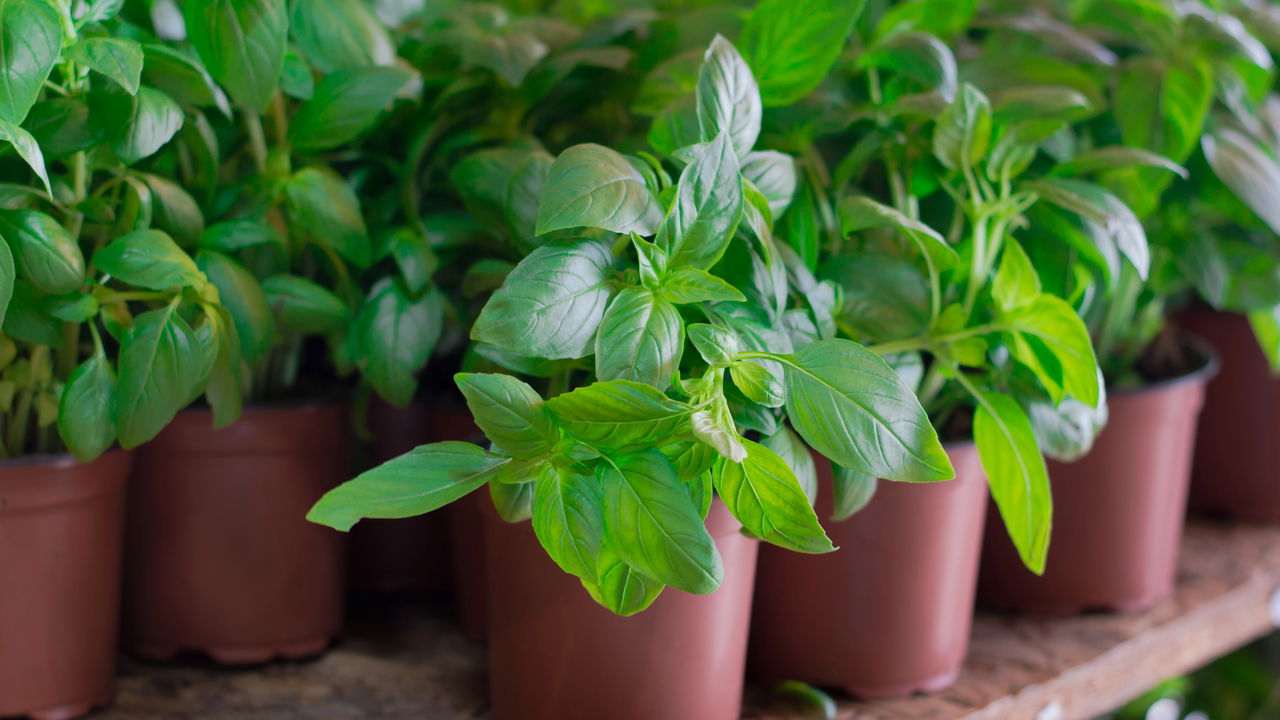 Cultivar Manjericão