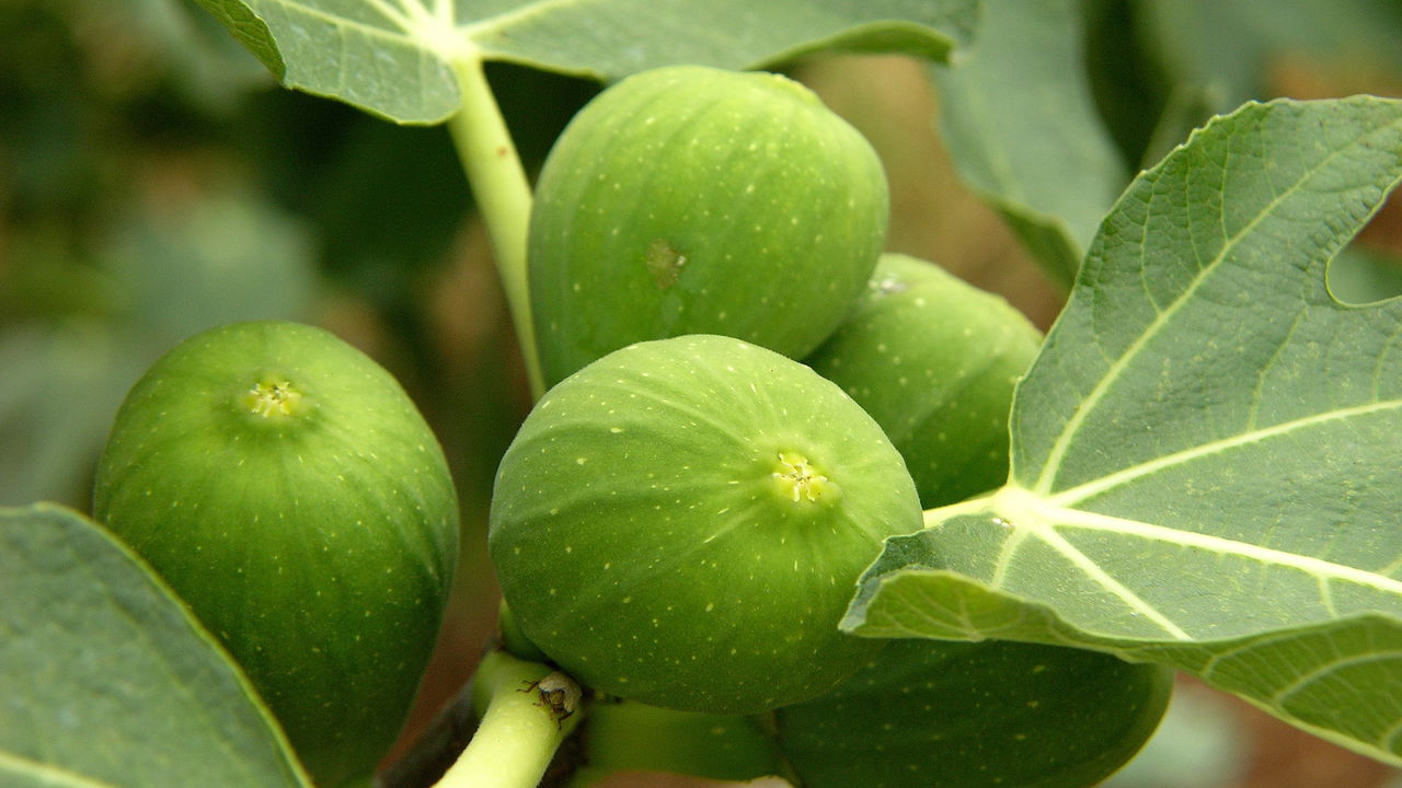 O Segredo para Plantar Figo e Garantir Frutos Suculentos