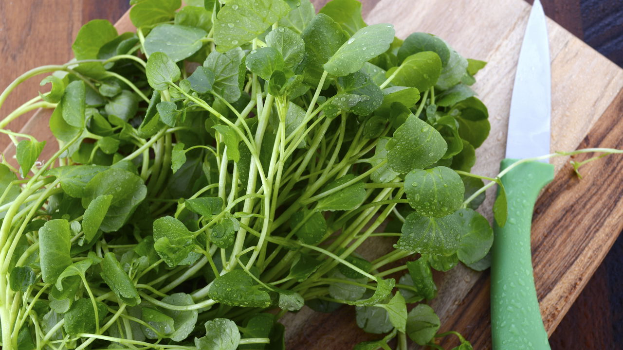Como Plantar Agrião em Vasos e Ter Verduras Sempre à Mão
