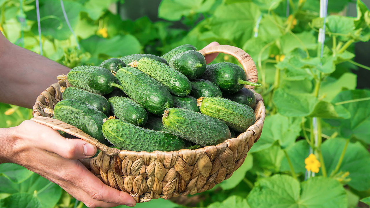 Pepinos
