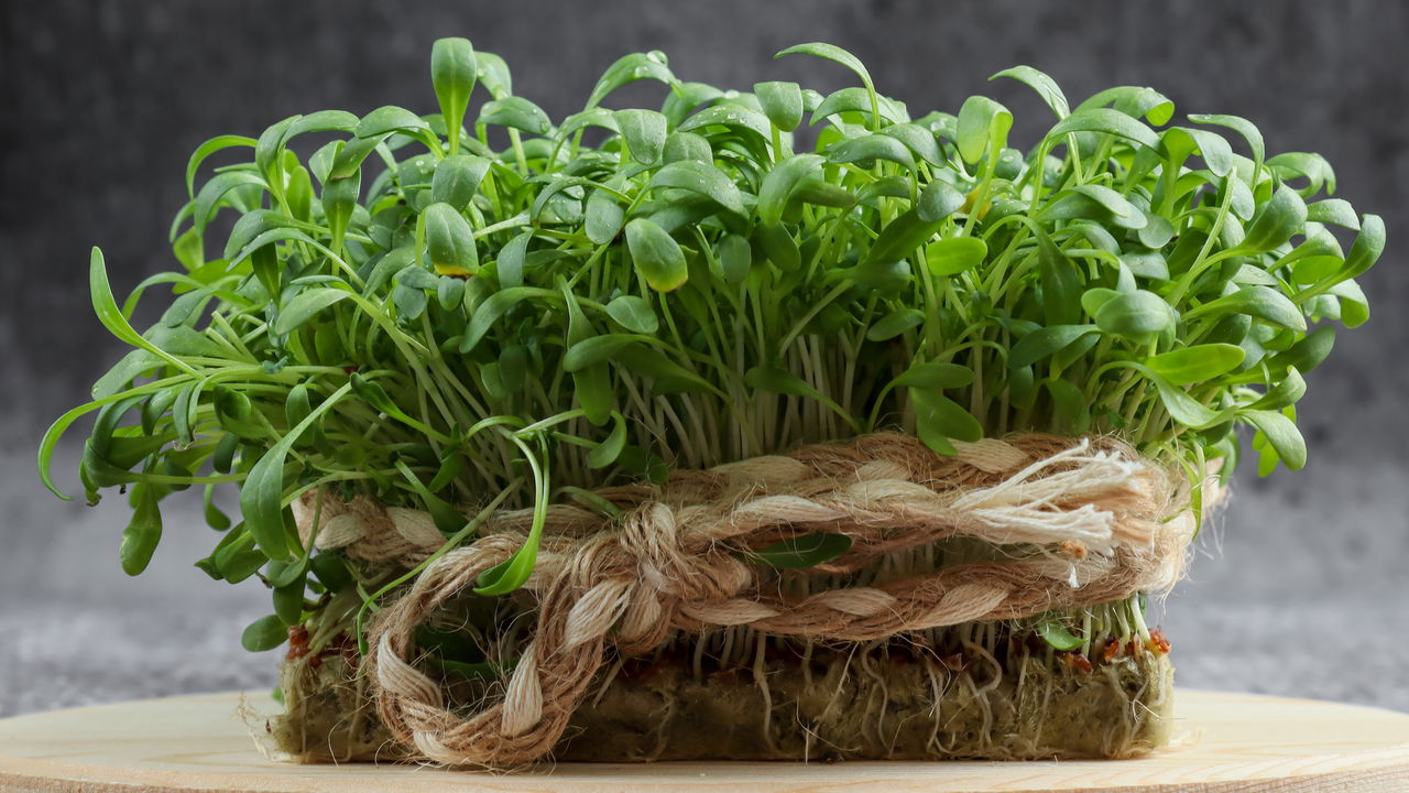 Como Cultivar Agrião e Garantir Folhas Sempre Frescas