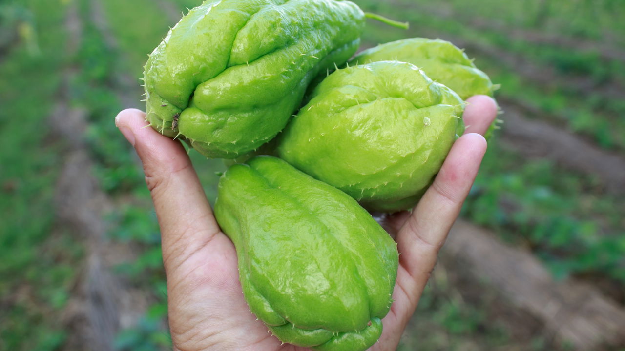 Passo a Passo para Produzir Chuchu de Forma Simples e Natural