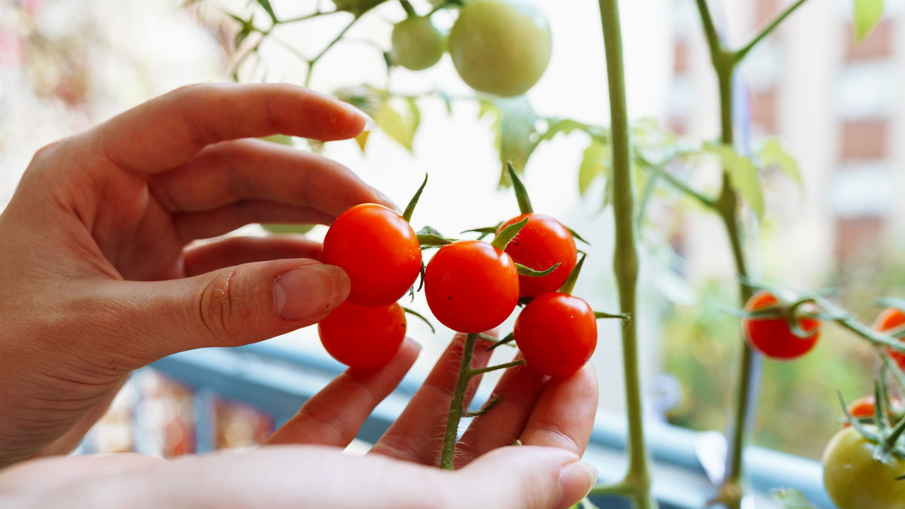 Tomate Cereja