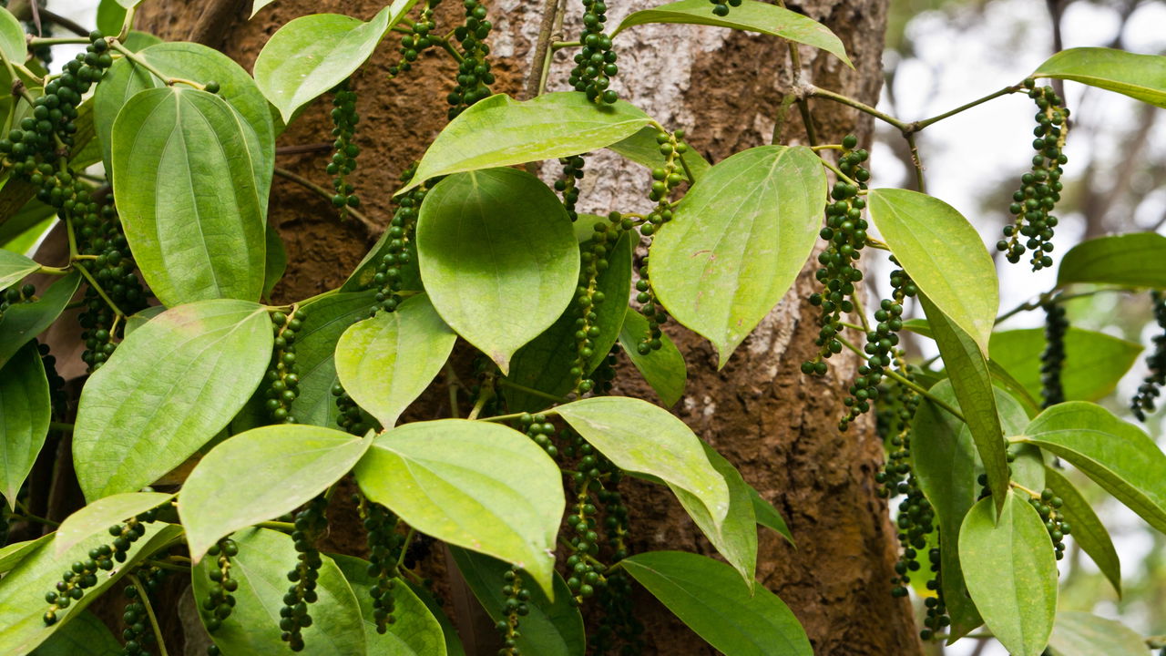 Plantar Pimenta-do-Reino