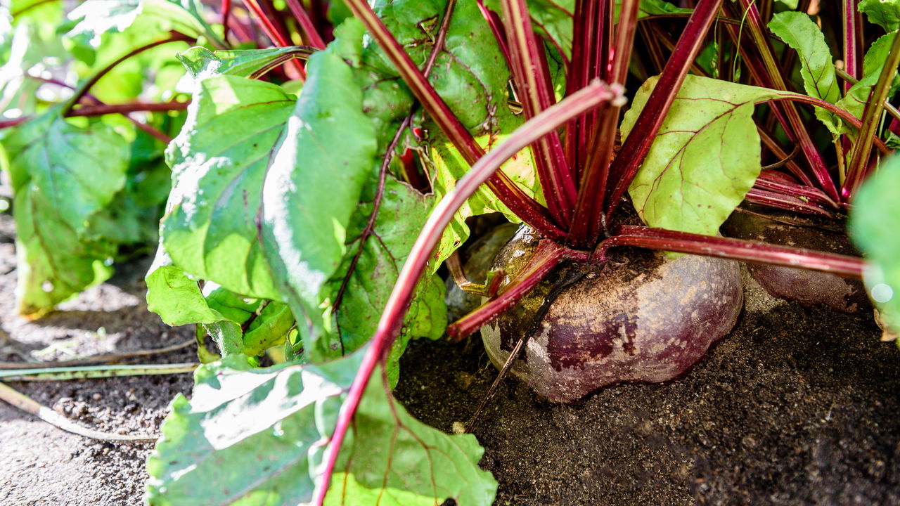Plantar Beterraba