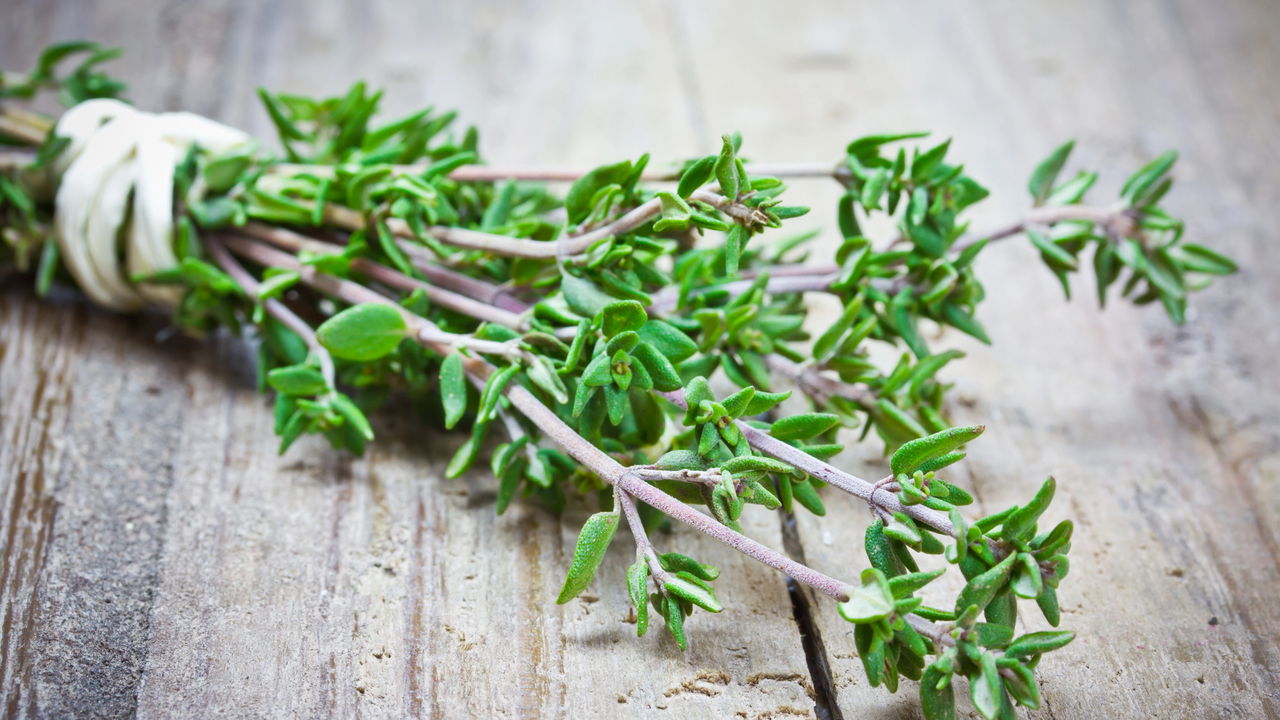 Dicas Essenciais para Plantar Tomilho e Ter um Cultivo Produtivo