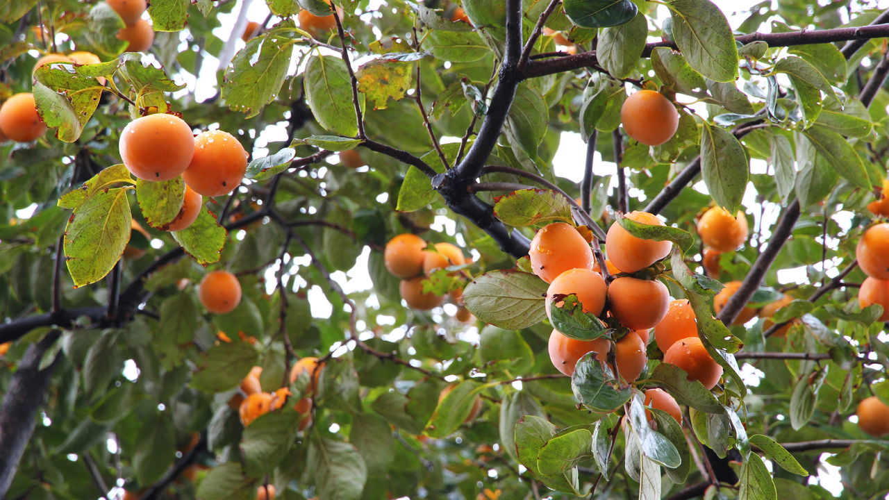 Como Fazer seu Caquizeiro Crescer Melhor e Render Mais Frutos