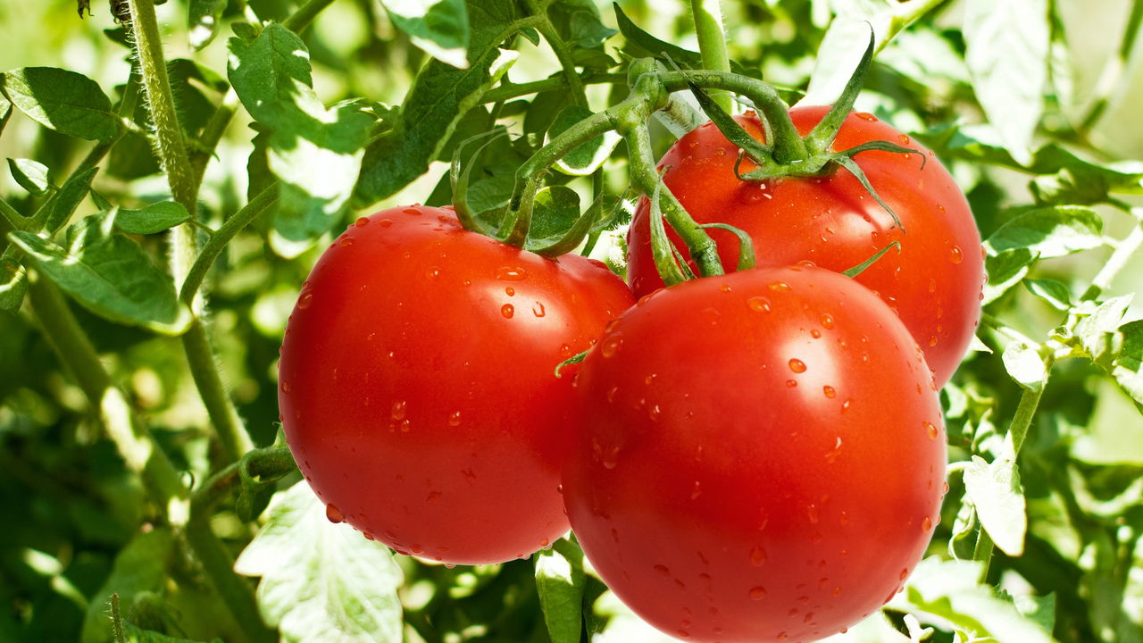 Como Plantar Tomate