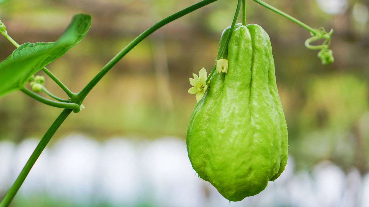 Como Cultivar Chuchu e Ter uma Colheita Sempre Produtiva