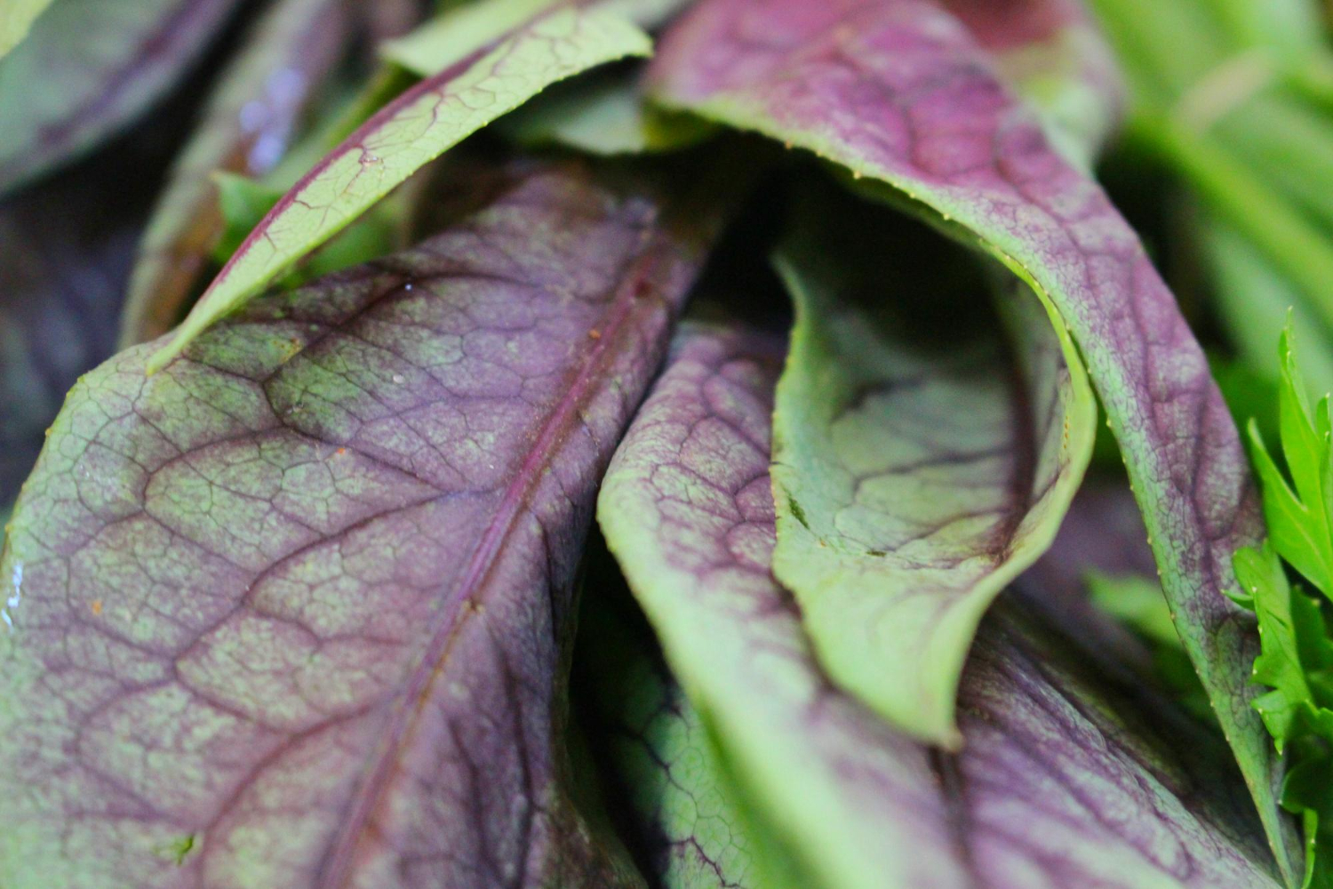 Plantar Mostarda Roxa - Freepik