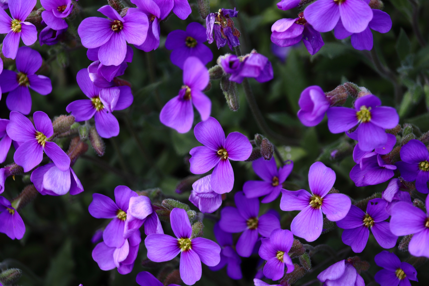 Plantar Malva - Freepik