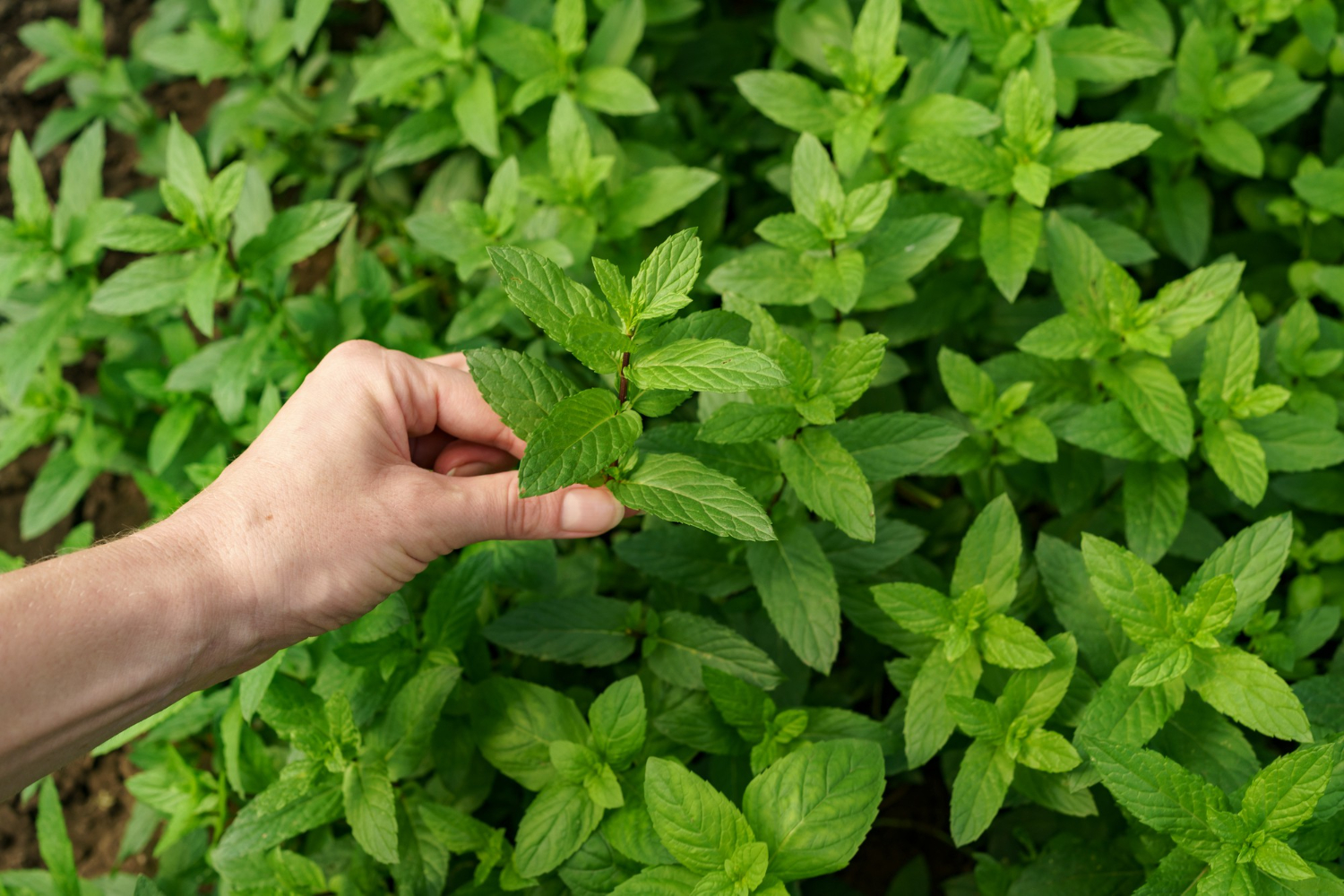Plantar Alfavaca - Freepik