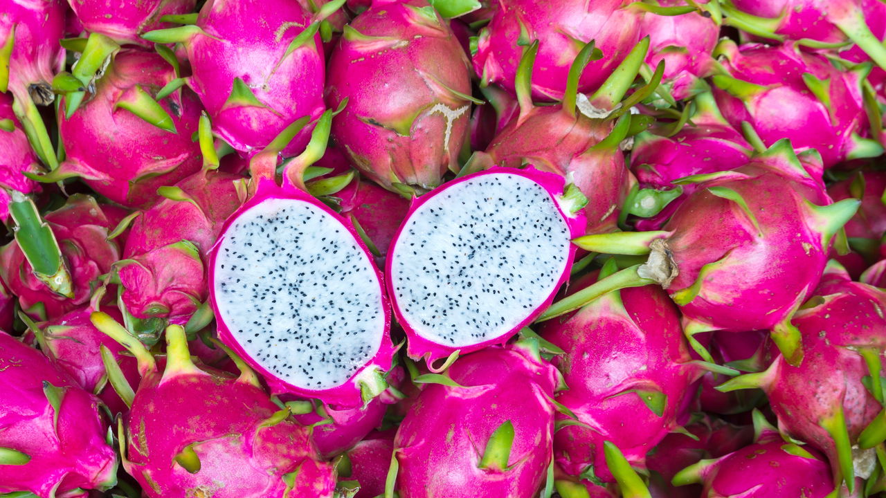 Plantar Pitaya - Créditos: depositphotos.com / markuso